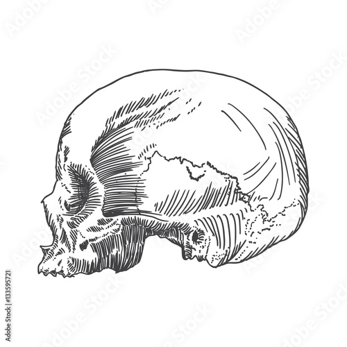 Monochrome anatomic drawing of skull without lower jaw, on white background. Weathered, museum quality, detailed hand drawn illustration. Vector Art.