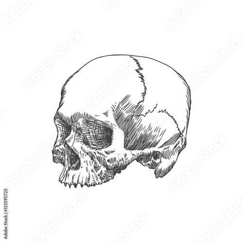 Monochrome anatomic drawing of skull without lower jaw, on white background. Weathered, museum quality, detailed hand drawn illustration. Vector Art.