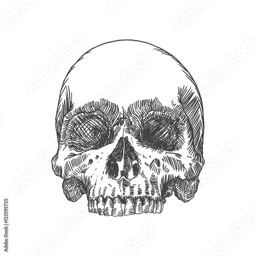 Anatomic skull, weathered and museum quality, detailed hand drawn illustration. Vector Art. 