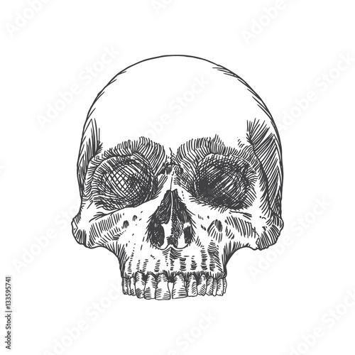 Monochrome anatomic drawing of skull without lower jaw, on white background. Weathered, museum quality, detailed hand drawn illustration. Vector Art.