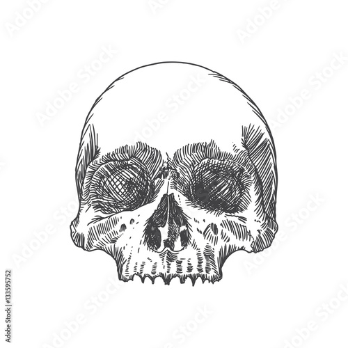 Monochrome anatomic drawing of skull without lower jaw, on white background. Weathered, museum quality, detailed hand drawn illustration. Vector Art.