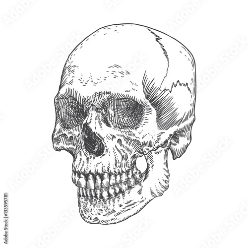 Anatomic skull, weathered and museum quality, detailed hand drawn illustration. Vector Art. 
