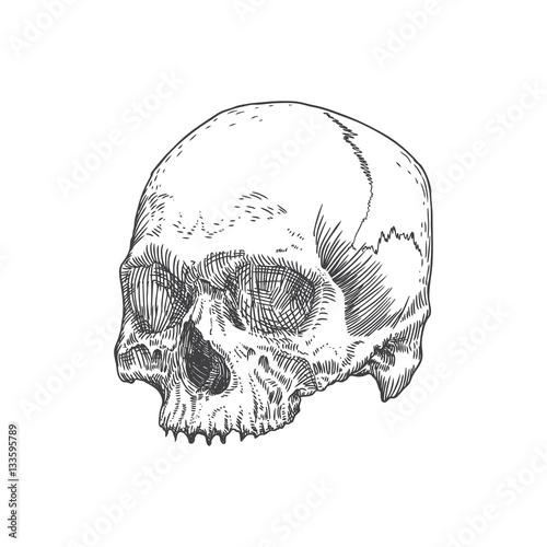 Monochrome anatomic drawing of skull without lower jaw, on white background. Weathered, museum quality, detailed hand drawn illustration. Vector Art.