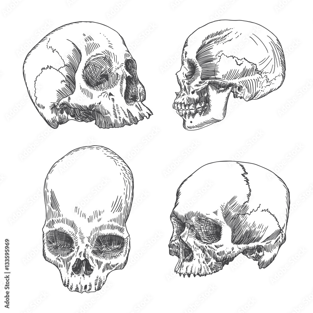 Set of anatomic skull in different conditions and views, weathered and museum quality, detailed hand drawn illustration. Vector Art. 