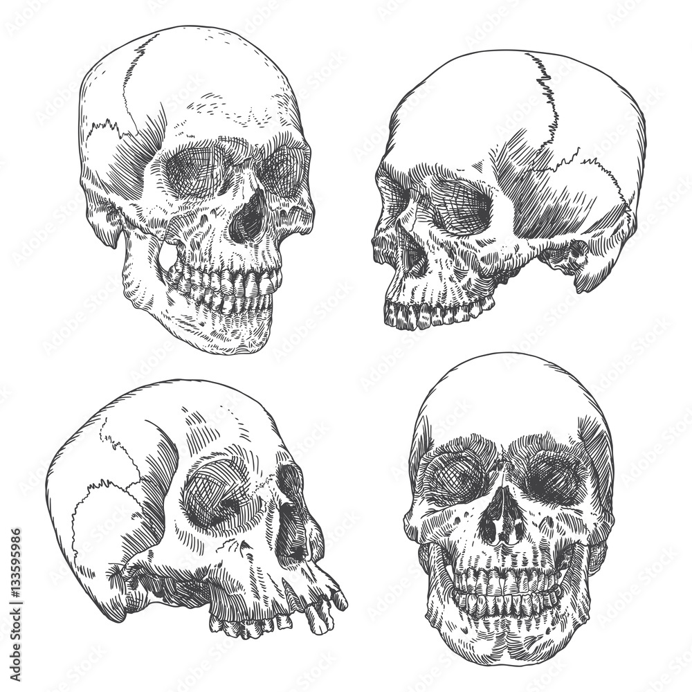 Φωτογραφία Set of anatomic skull in different conditions and views, weathered and museum quality, detailed hand drawn illustration