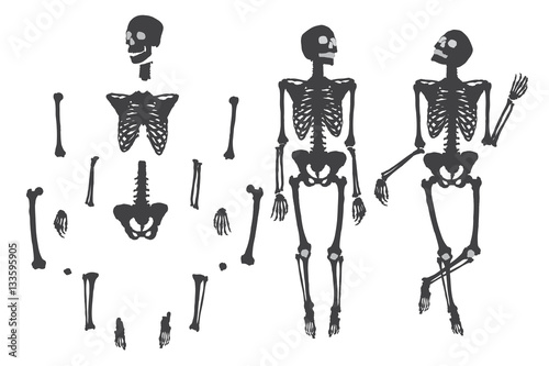 Human skeleton. Black on white. Set do it yourself with moving arms, legs, skull and wrist. Vector