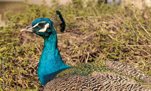 Blue and green male peacock Pavo muticus photo