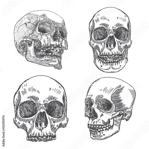 Set of anatomic skull in different conditions and views, weathered and museum quality, detailed hand drawn illustration. Vector Art. 