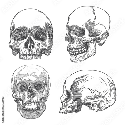 Set of anatomic skull in different conditions and views, weathered and museum quality, detailed hand drawn illustration. Vector Art. 