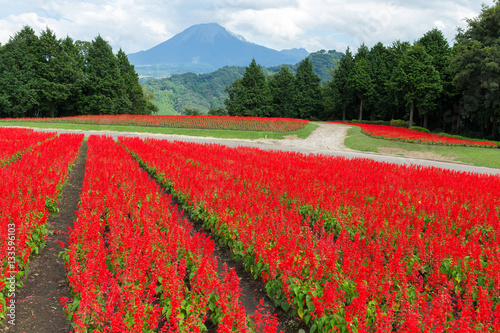 Red Salvia field and mount daisen