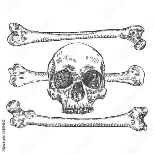 Skull with crossbones. Danger for life and occult witch craft magic symbol. Handmade detailed drawing. Vector illustration.