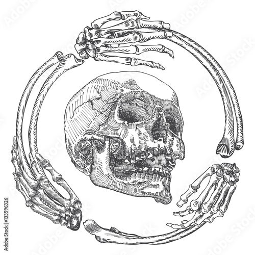 Skull in the frame made of hands bones. Occult witch craft magic portrait of the dead human head. Handmade detailed drawing. T-shirt print vector illustration.