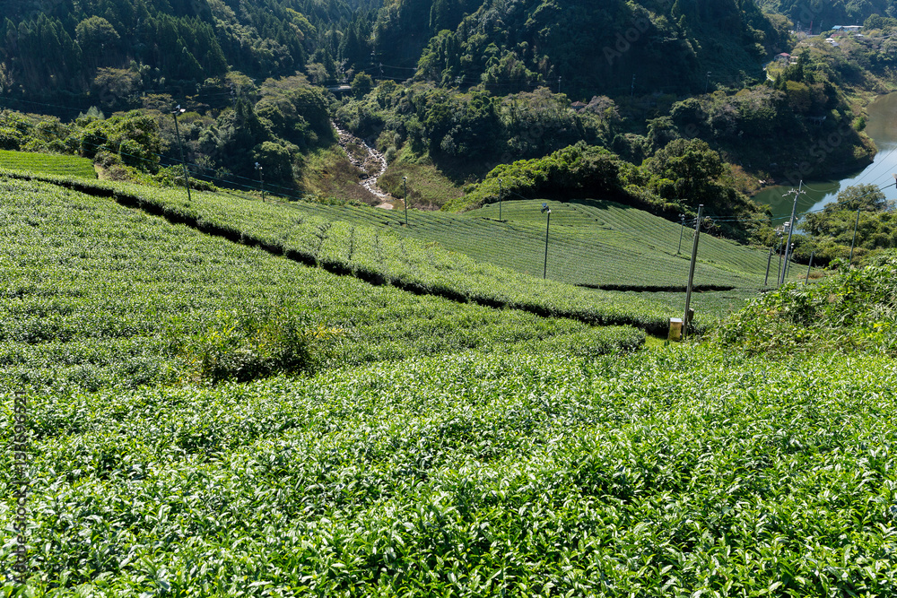 Tea Plantation field