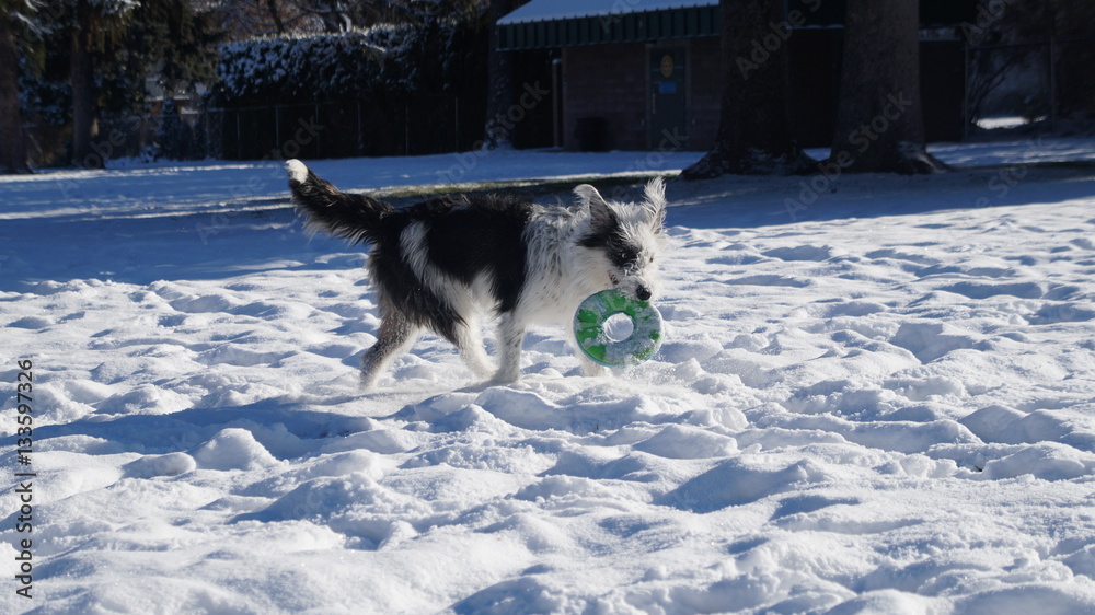 Snow Frisbee Dog