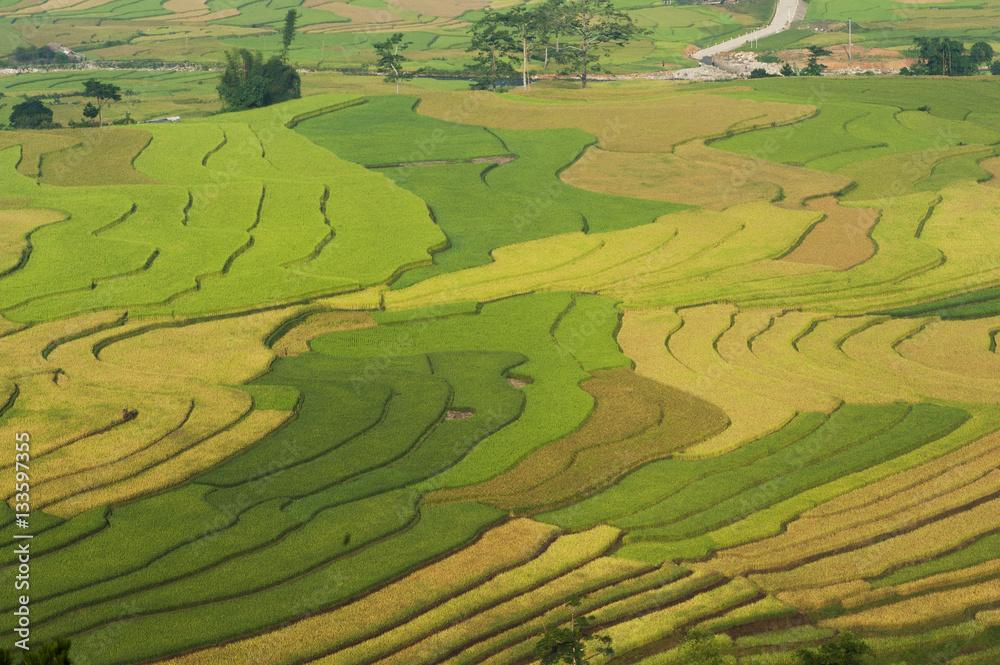 Vietnamese rice terraced paddy field in harvesting season. Terraced paddy fields are used widely in rice, wheat and barley farming in east, south, and southeast Asia