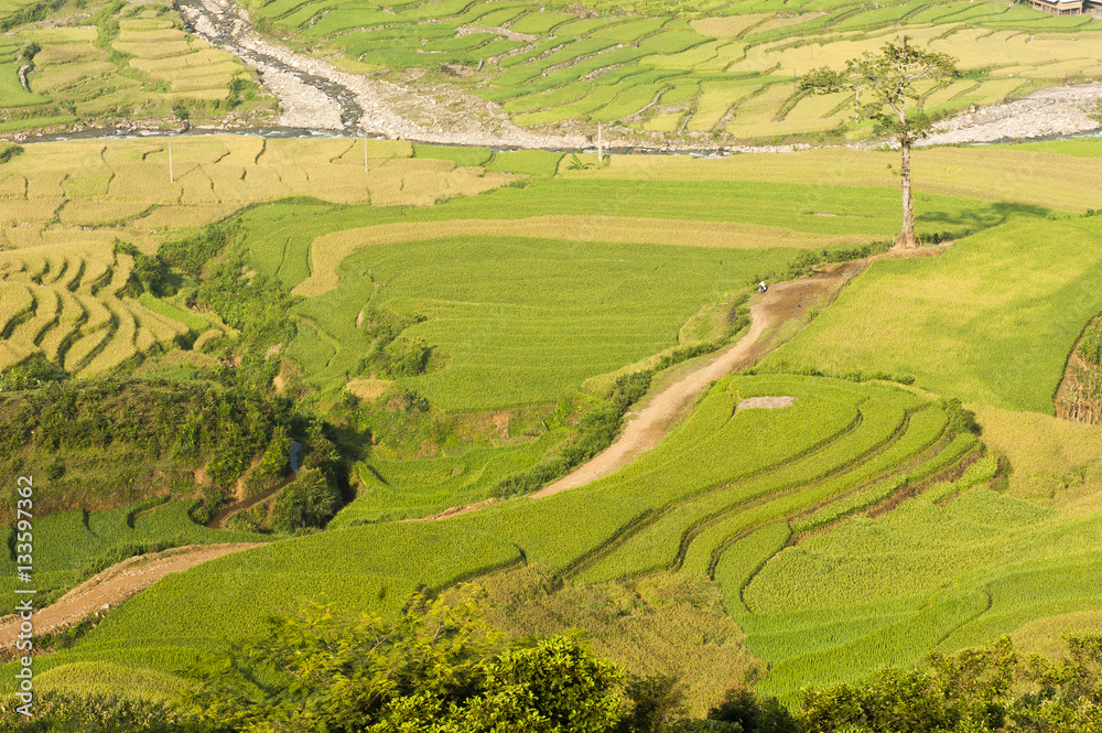 Obraz premium Vietnamese rice terraced paddy field in harvesting season. Terraced paddy fields are used widely in rice, wheat and barley farming in east, south, and southeast Asia