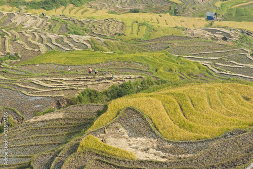 Vietnamese rice terraced paddy field in harvesting season. Terraced paddy fields are used widely in rice  wheat and barley farming in east  south  and southeast Asia