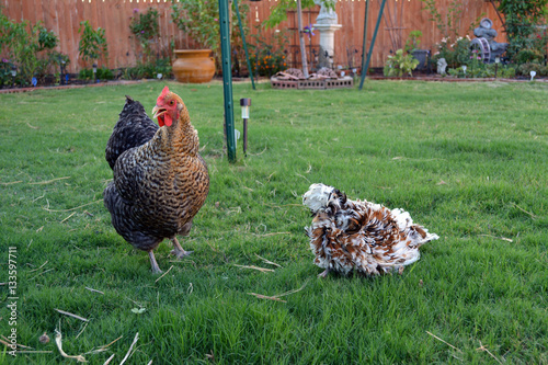 Картината върху платно Two Unique Chickens/Rare Frizzle Polish chicken laying in grass next to regular
