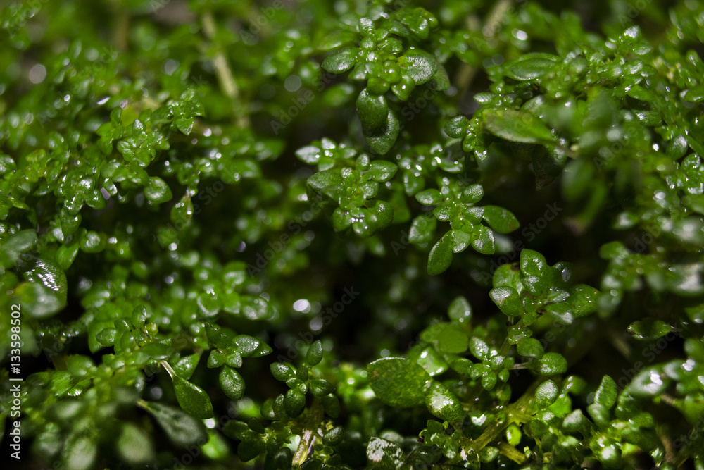 Macro of green growing plant. Small leaves of green plants. Macro of green growing plant. Small leaves of green plants.