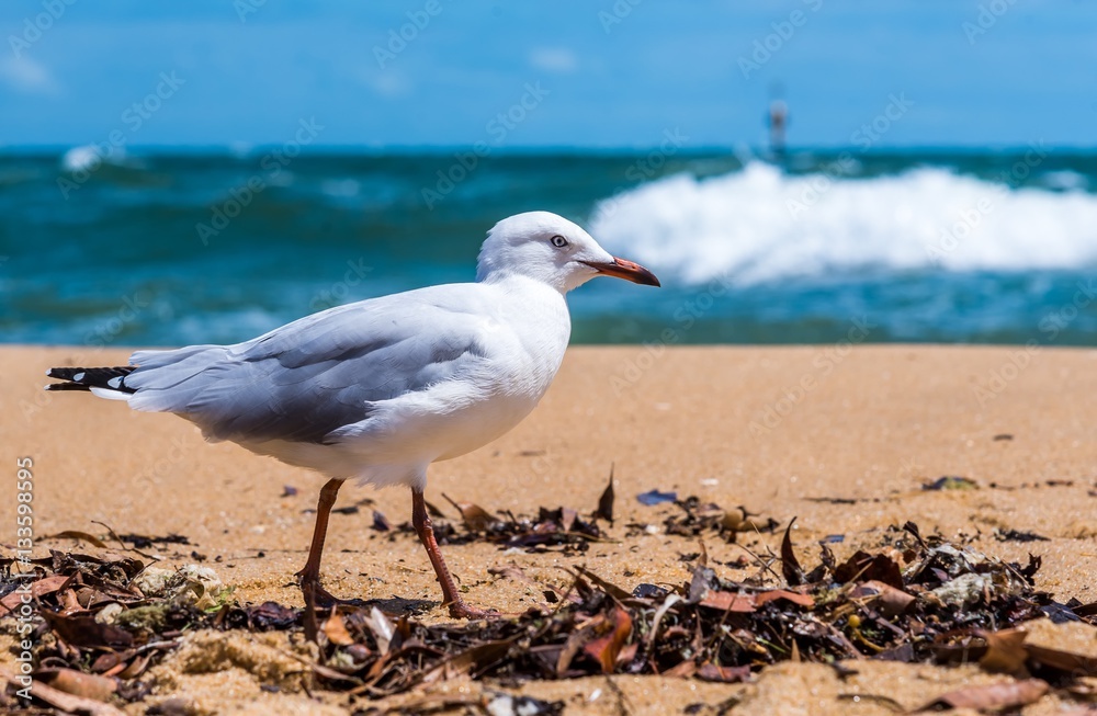 A lone seagull walks along sandringham beach in Victoria, Australia with waves crashing in the background A lone seagull walks along sandringham beach in Victoria, Australia with waves crashing in the background