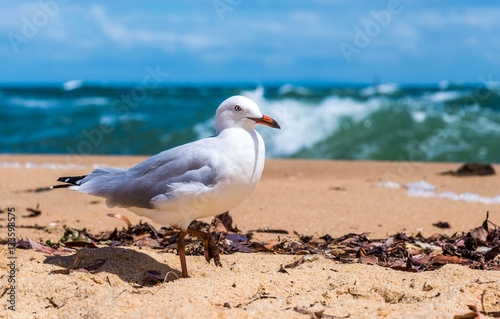A lone seagull walks along sandringham beach in Victoriam Australia with waves crashing in the background