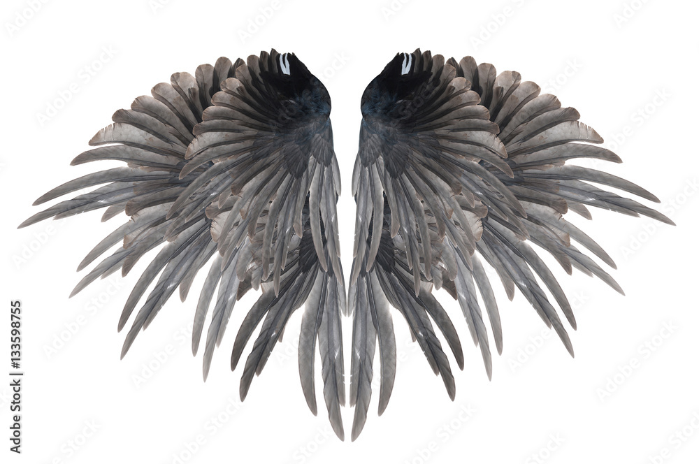 Obraz premium Beautiful wings isolated on white background