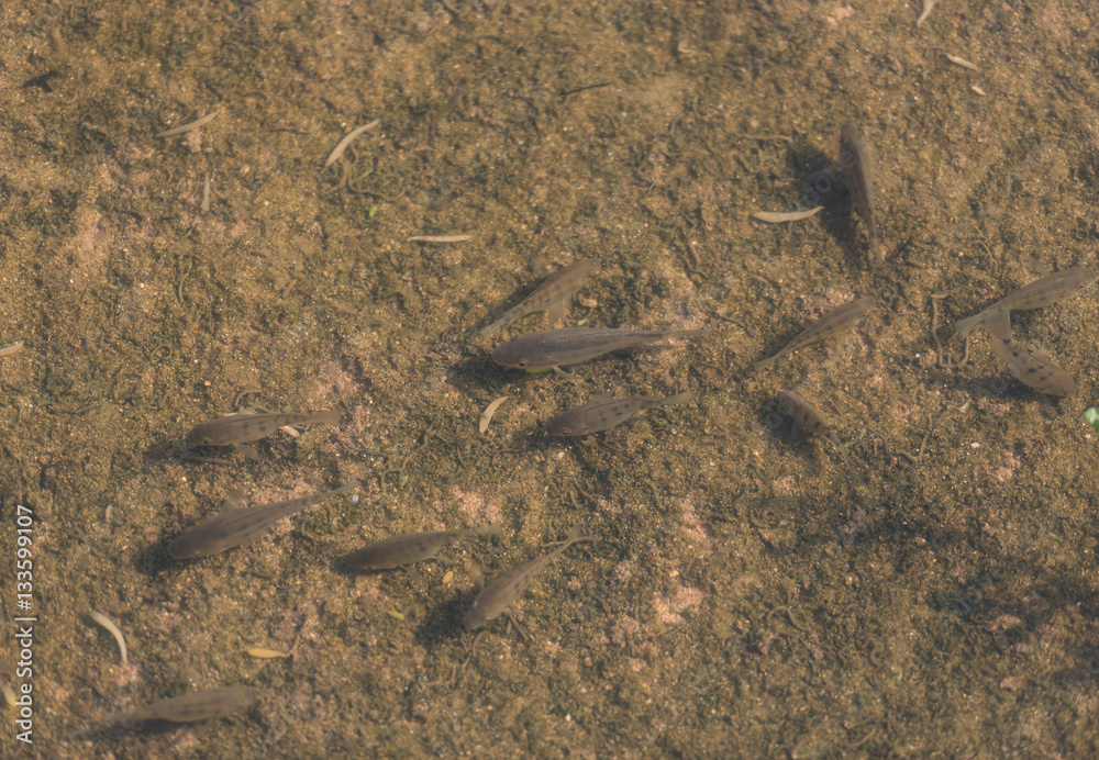 A school of smallmouth bass eating at Kealia Pond Maui, Hawaii A school of smallmouth bass eating at Kealia Pond Maui, Hawaii