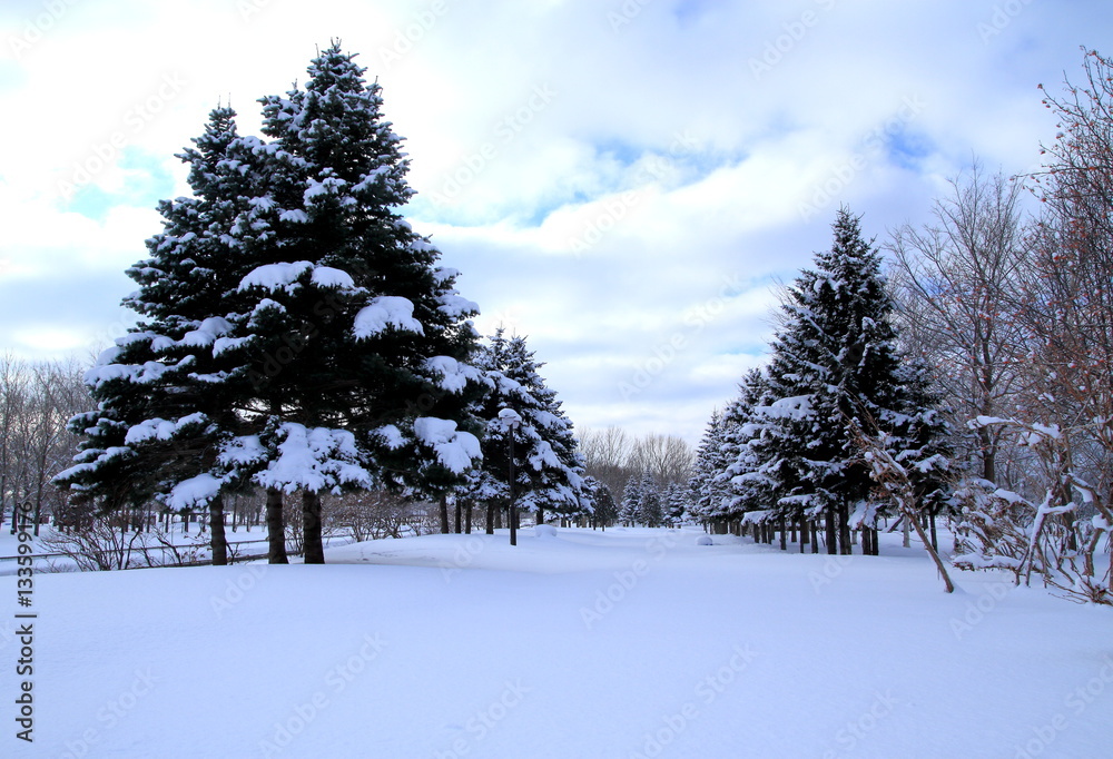 Obraz premium Sapporo winter scenery