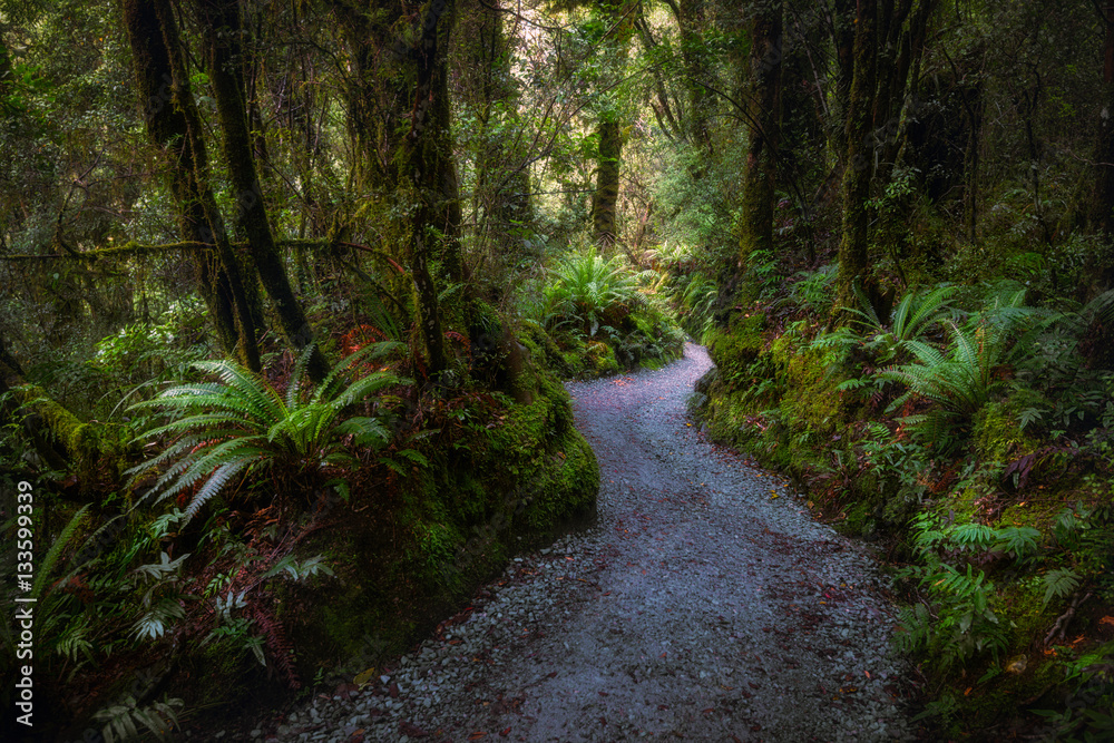 Obraz premium Path in fern forest