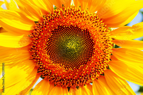 Fototapeta Naklejka Na Ścianę i Meble -  Pollen on a sunflower of nature.