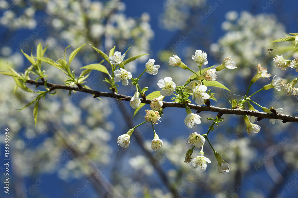 White Sakura flower in nature Background. White Sakura flower in nature Background.