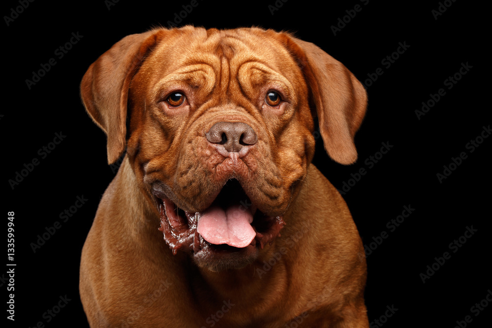 Close-up Portrait dog of breed Dogue de Bordeaux with opened mouth and surprised look isolated on black background, front view Close-up Portrait dog of breed Dogue de Bordeaux with opened mouth and surprised look isolated on black background, front view