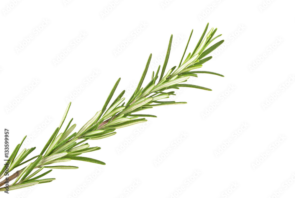 Fresh green sprig of rosemary isolated on a white background