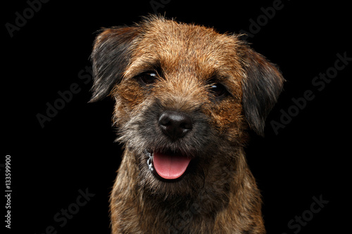Obraz na plátně Close-up portrait of fabulous border terrier dog with kind eyes looking toy isol