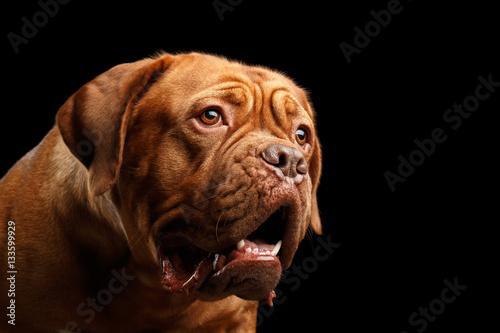 Close-up Portrait dog of breed Dogue de Bordeaux with opened mouth and amazement look isolated on black background  front view