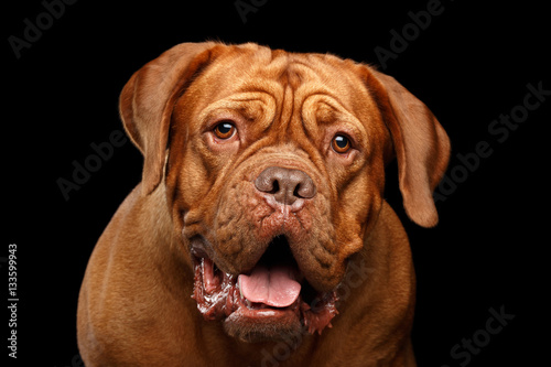 Close-up Portrait dog of breed Dogue de Bordeaux with opened mouth and surprised look isolated on black background, front view