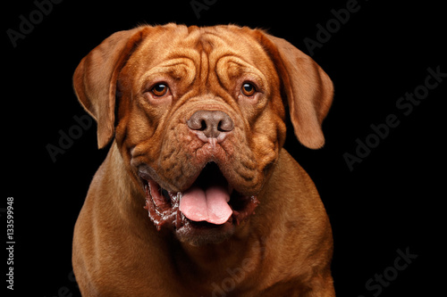 Close-up Portrait dog of breed Dogue de Bordeaux with opened mouth and surprised look isolated on black background  front view