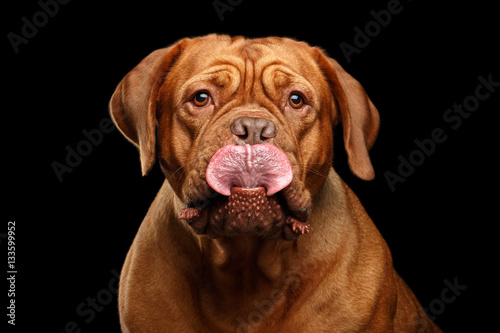 Close-up Portrait dog of breed Dogue de Bordeaux with tongue like orchid flower isolated on black background  front view