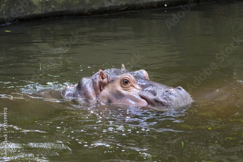 Image of a hippopotamus on the water. Wild Animals.