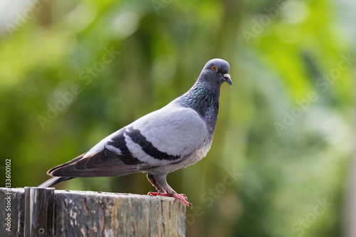 Image of a pigeon on nature background in thailand. Wild Animals