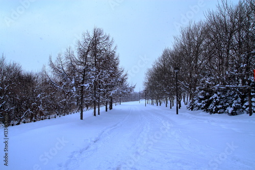 Sapporo winter scenery © tasch