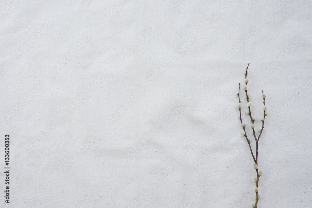 Obraz premium Pussy Willow branches on white muslin fabric with copy space from top view