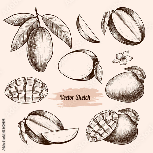 Vector mango hand drawn sketch . Sketch vector  food illustration. Vintage style