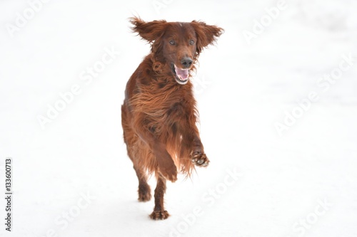 Dog breed Irish Red setter