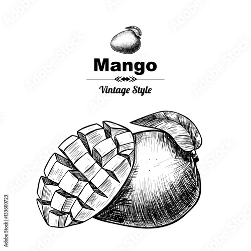 Vector background with mango. Hand drawn. Vintage style