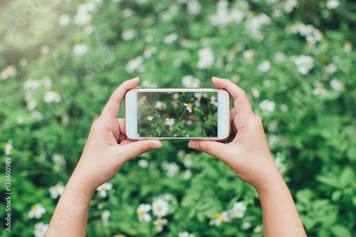 hand holding white smartphone with Bee sucking nectar from flowe