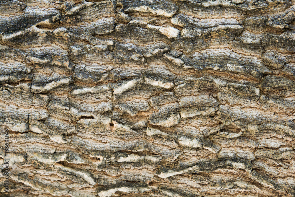 Wooden. Wall texture. Wood. Background Wooden. Wall texture. Wood. Background