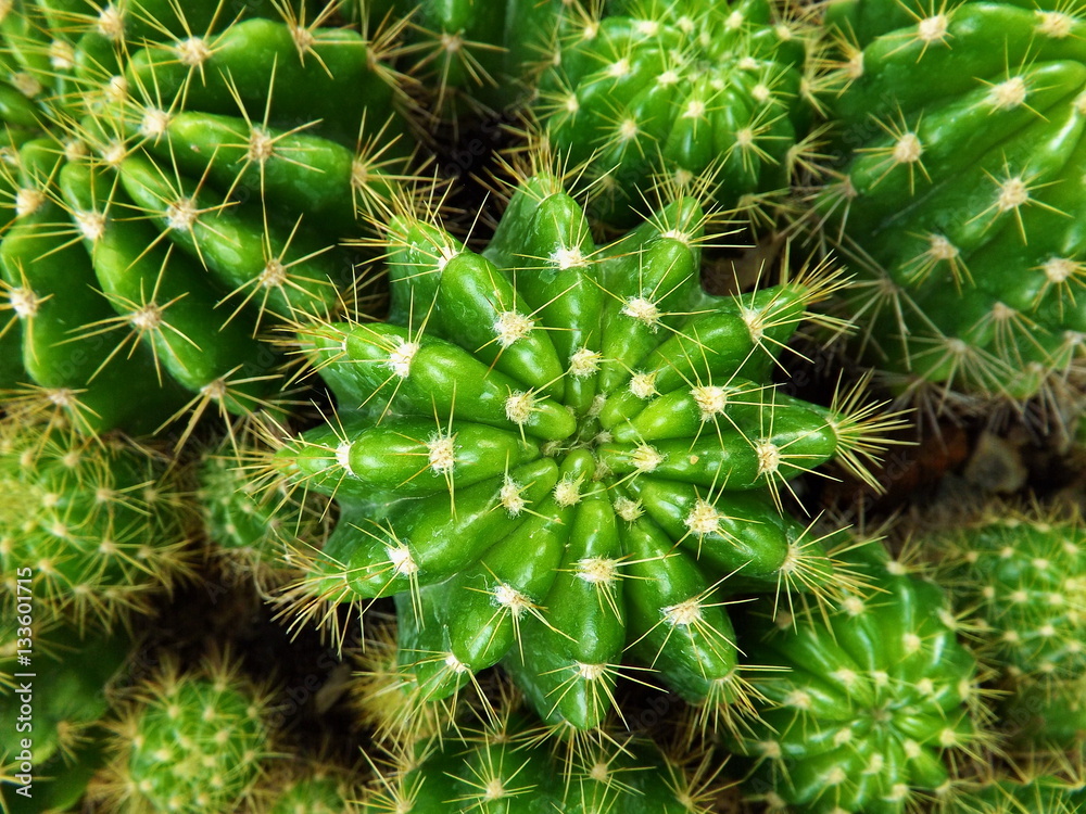 Close up top view cactus Close up top view cactus