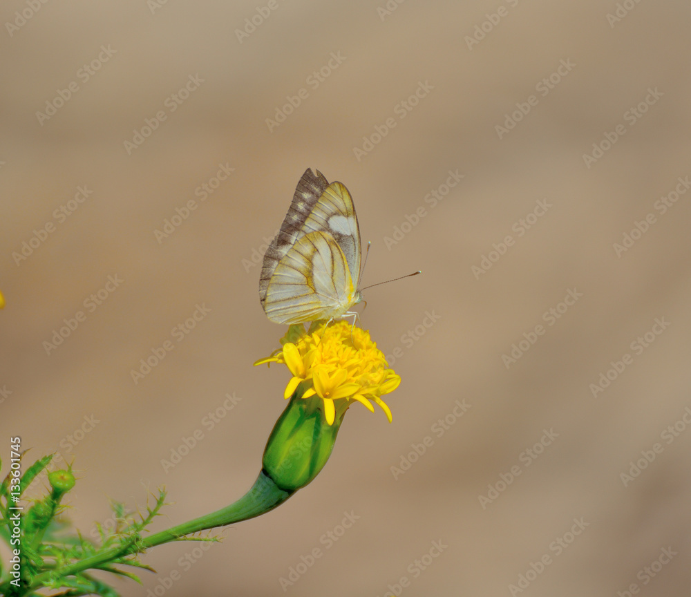 Obraz premium Closeup butterfly on flower.