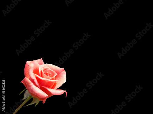 rose flower on black background, Selective focus